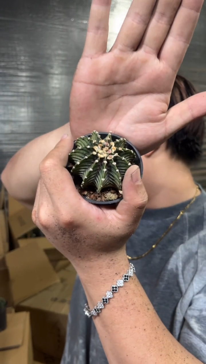 泰系高绒 纯肋骨【实生根】带盆土
