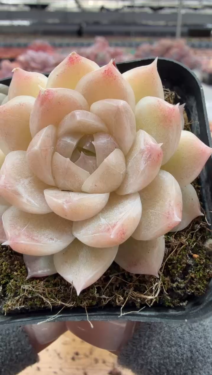 东云多肉园二店-93