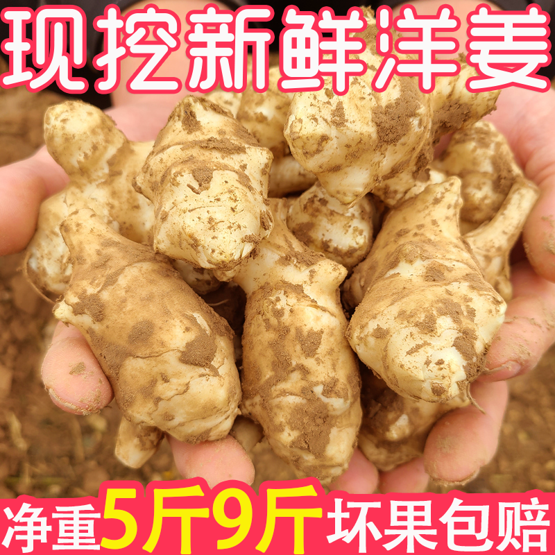 【净重发货】新鲜洋姜9斤腌制咸菜鬼子姜不辣姜菊芋5斤鲜嫩尝鲜