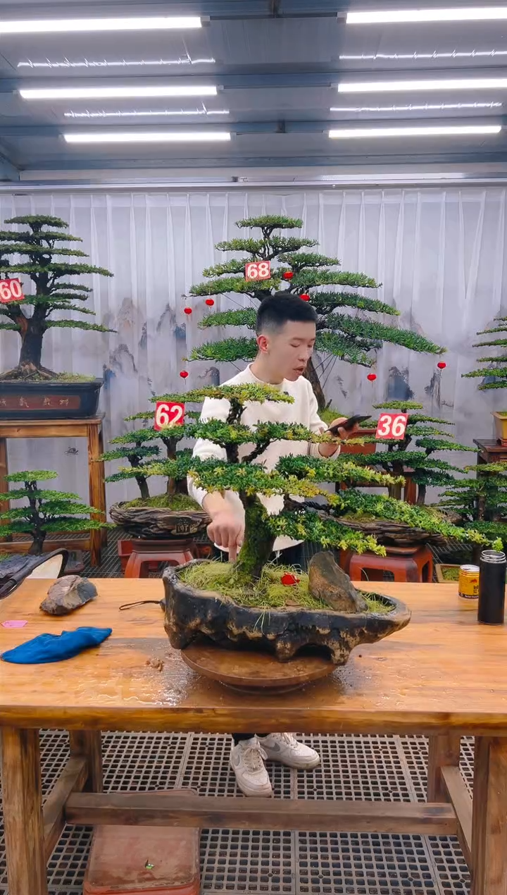 【闪购商品】紫砂精品盆景直播间一物一拍