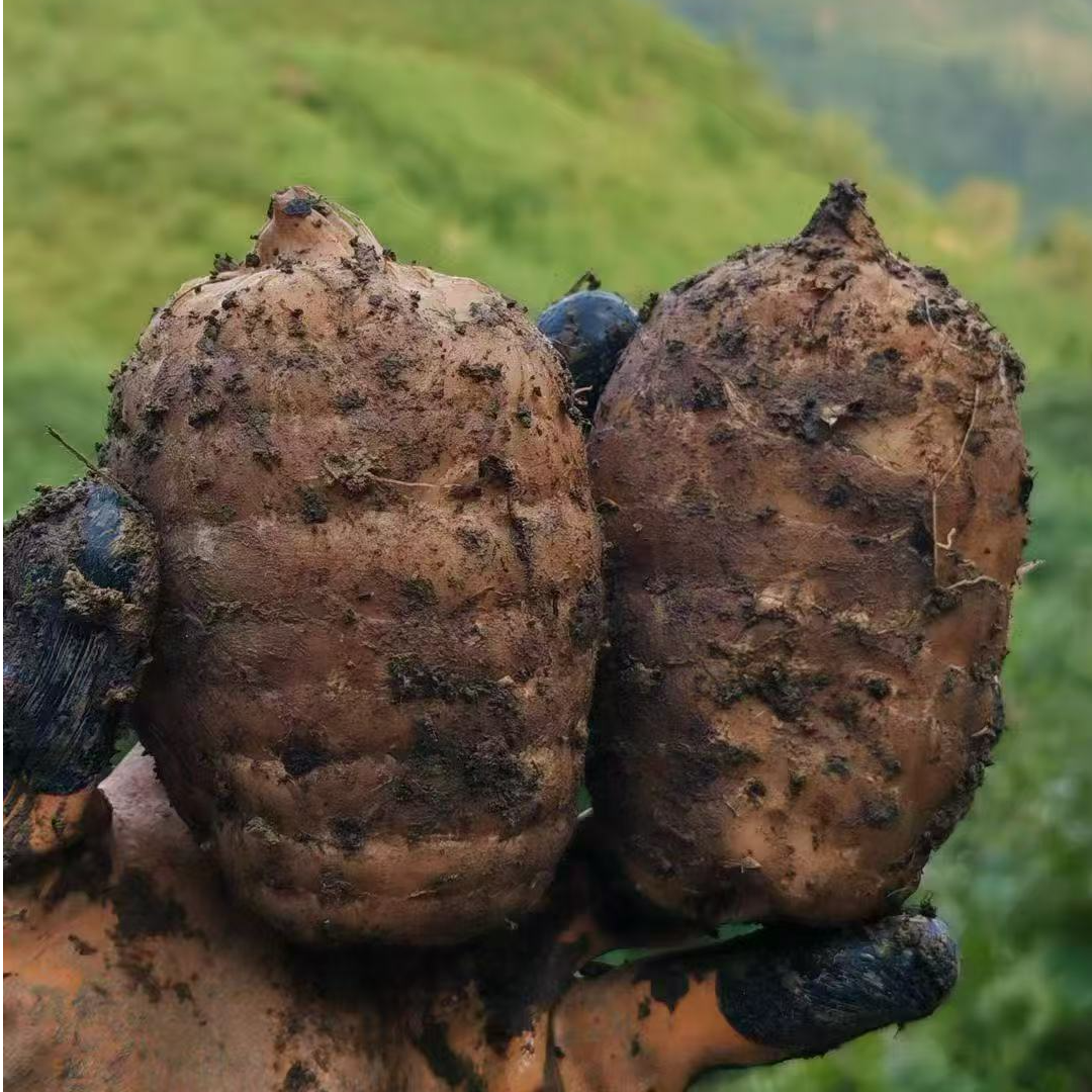 云南昭通小草坝新鲜天麻仿野生种植可炖鸡煲汤的滋补山货