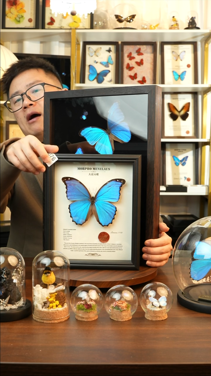 大蓝闪蝶-英文（10寸欧式黑框）A076