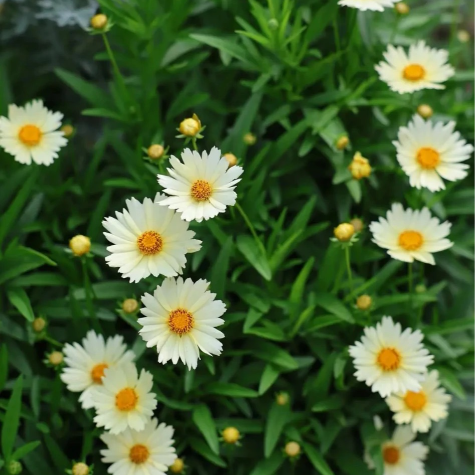 【金鸡菊】小闹钟多年生耐寒耐热阳台庭院花卉盆栽耐热花期长