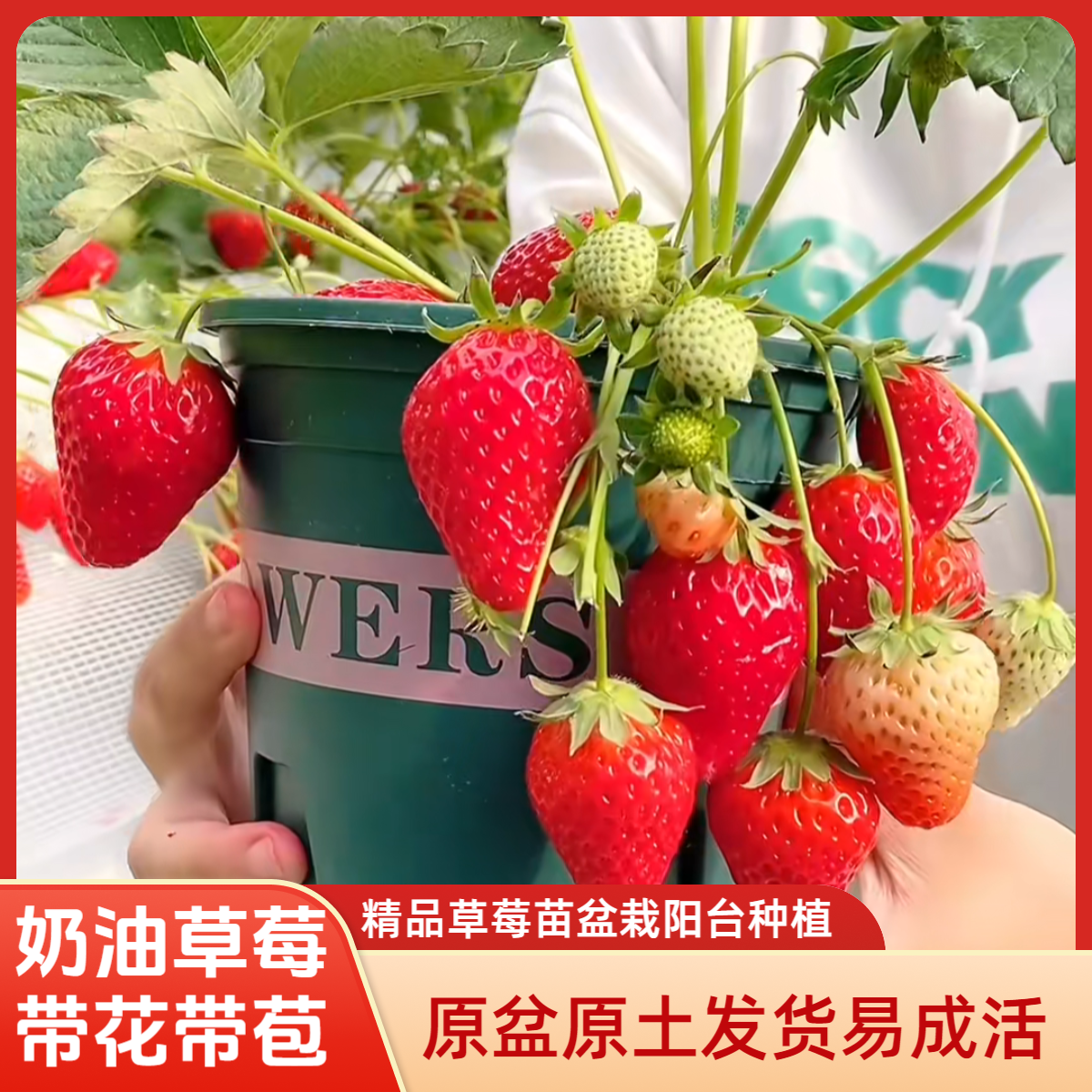 【带花带苞加仑盆】草莓苗盆栽原土原盆发货易成活南北四季阳台种植
