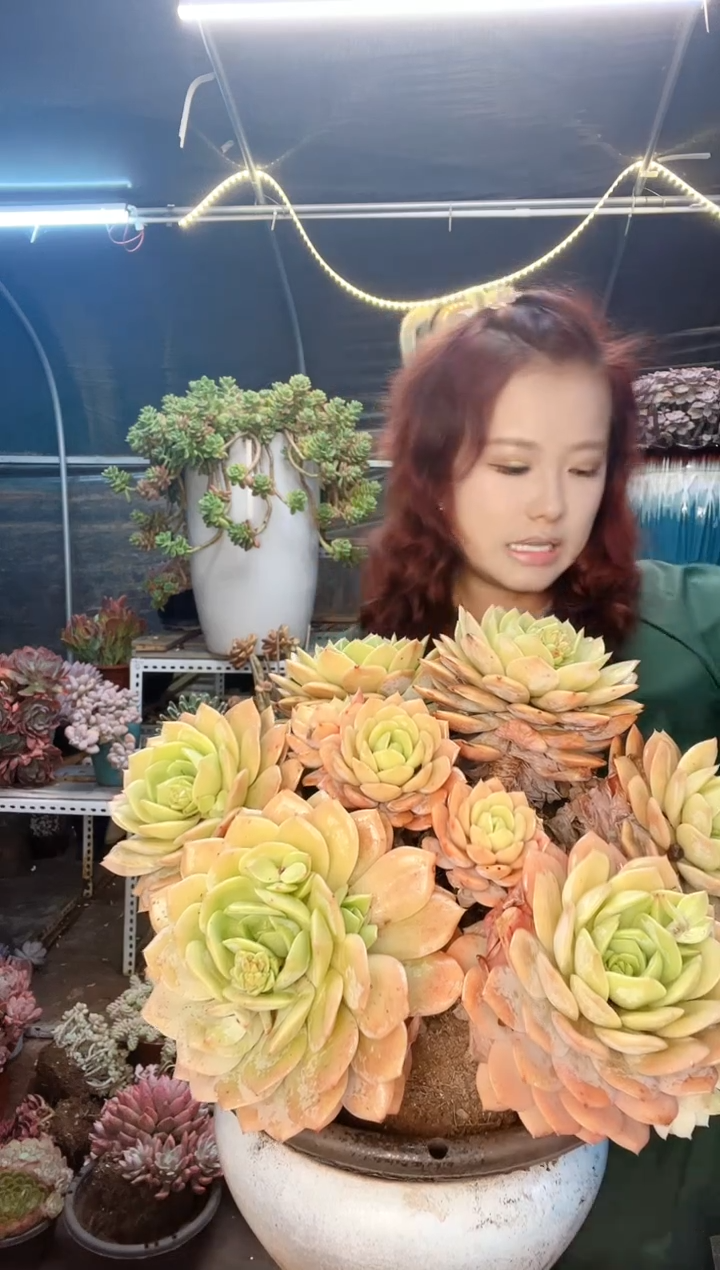 【闪购商品】一物一拍 恋曲 脱土包邮