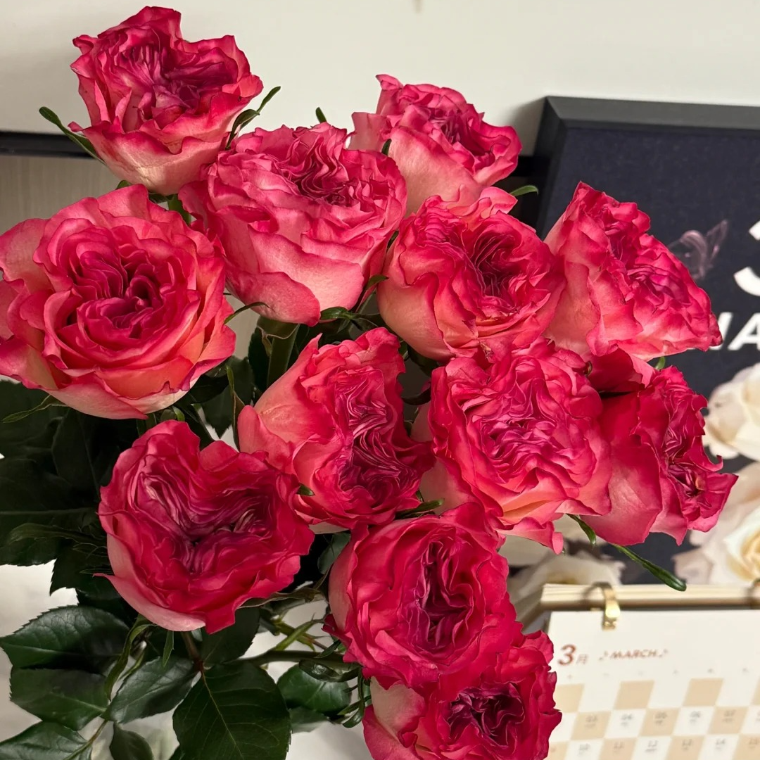 x【卡门】单头玫瑰 雪姐专属 一单顺丰/德邦 两单加品牌营养液5包