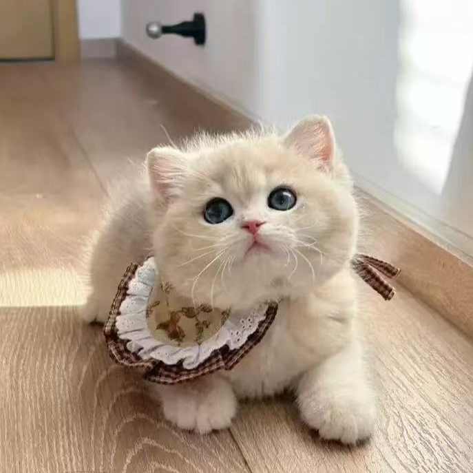 婧婧（全品）缅因美短蓝金金渐层布偶