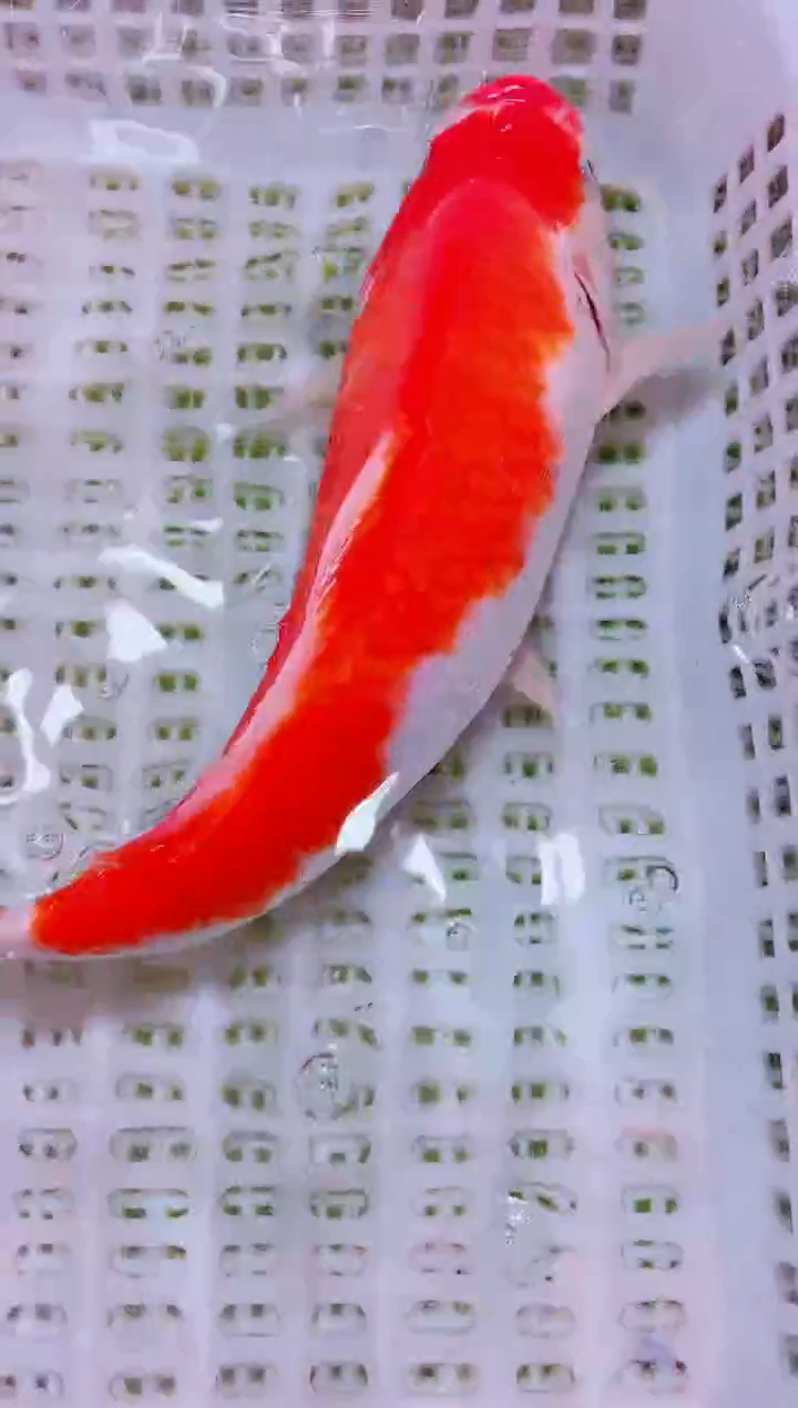 锦鲤血统锦鲤全场包邮109