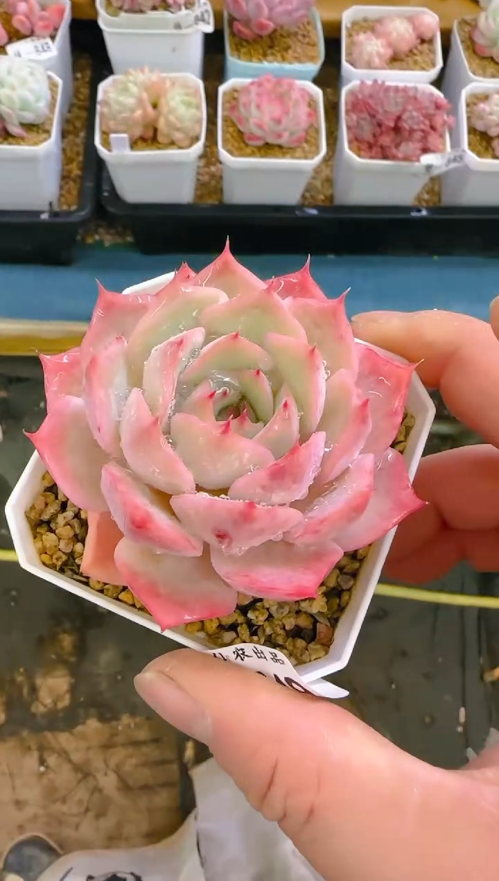 【闪购商品】凭—849—仙农（海鸥）