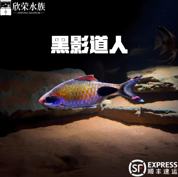 黑影道人鱼观赏鱼一眉道人鱼活体热带鱼观赏鱼草缸小型群游鱼灯鱼