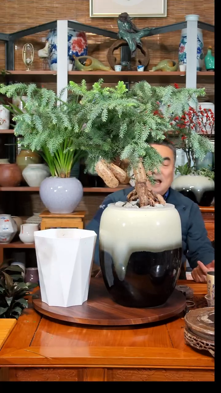 无花朵晶*宝水之韵水培澳洲杉不带瓶