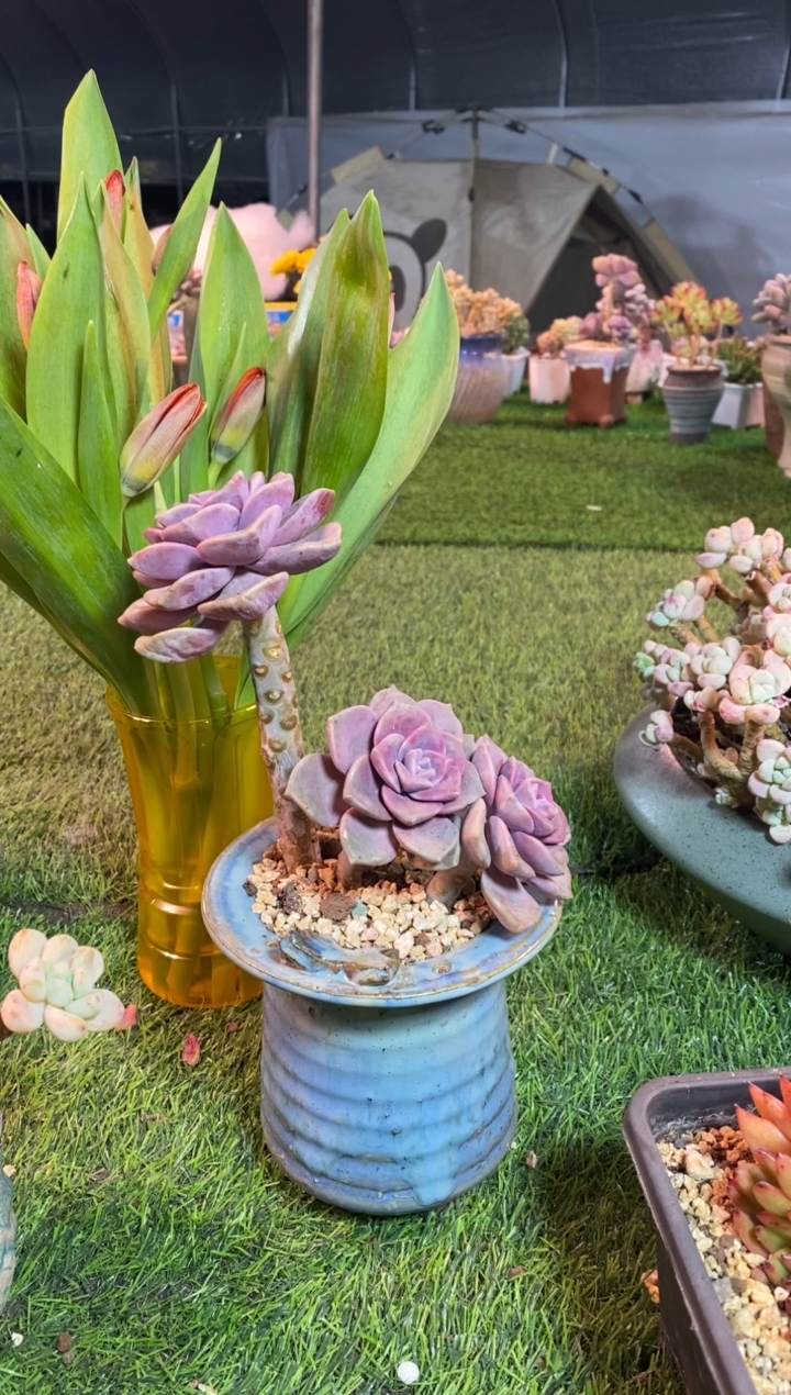 【闪购商品】0048a