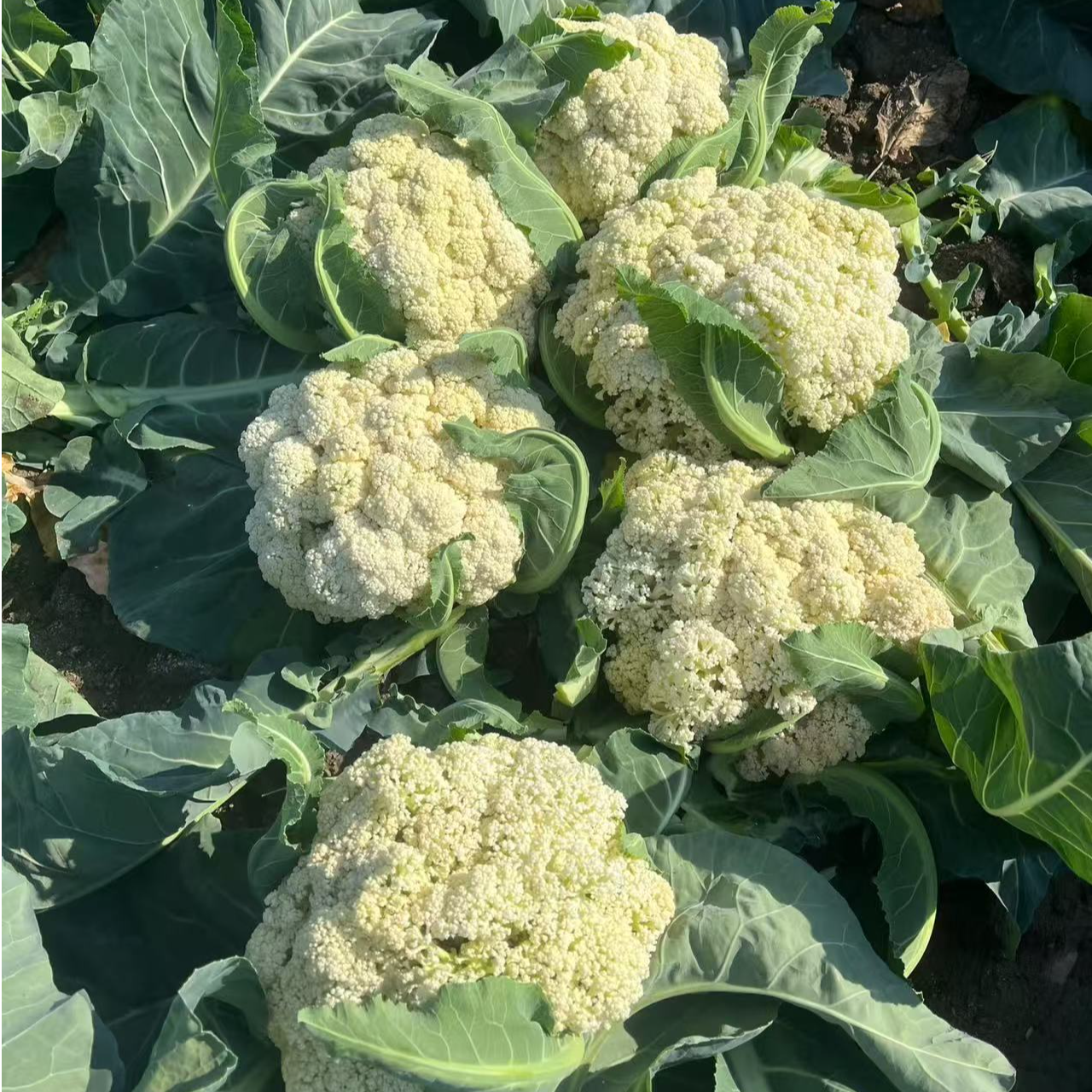 （农家菜白花菜）湖北农户自种新鲜现摘当季蔬菜花椰菜散菜花