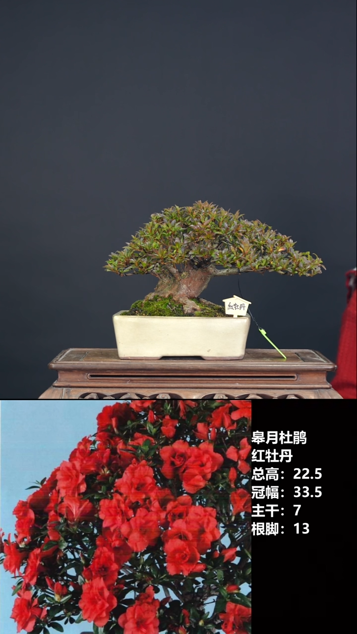 无花朵红牡丹-皋月杜鹃
