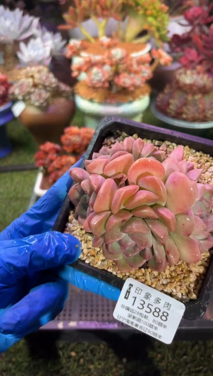 【闪购商品】13588