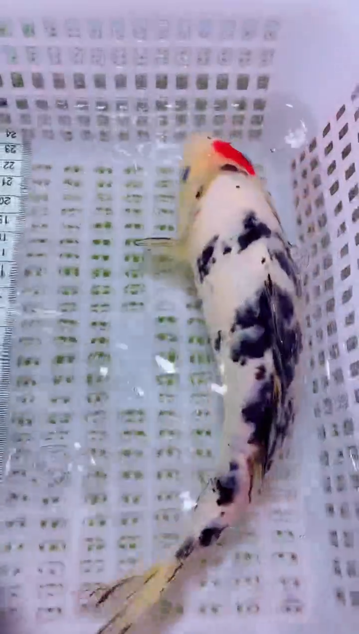 锦鲤血统锦鲤全场包邮109