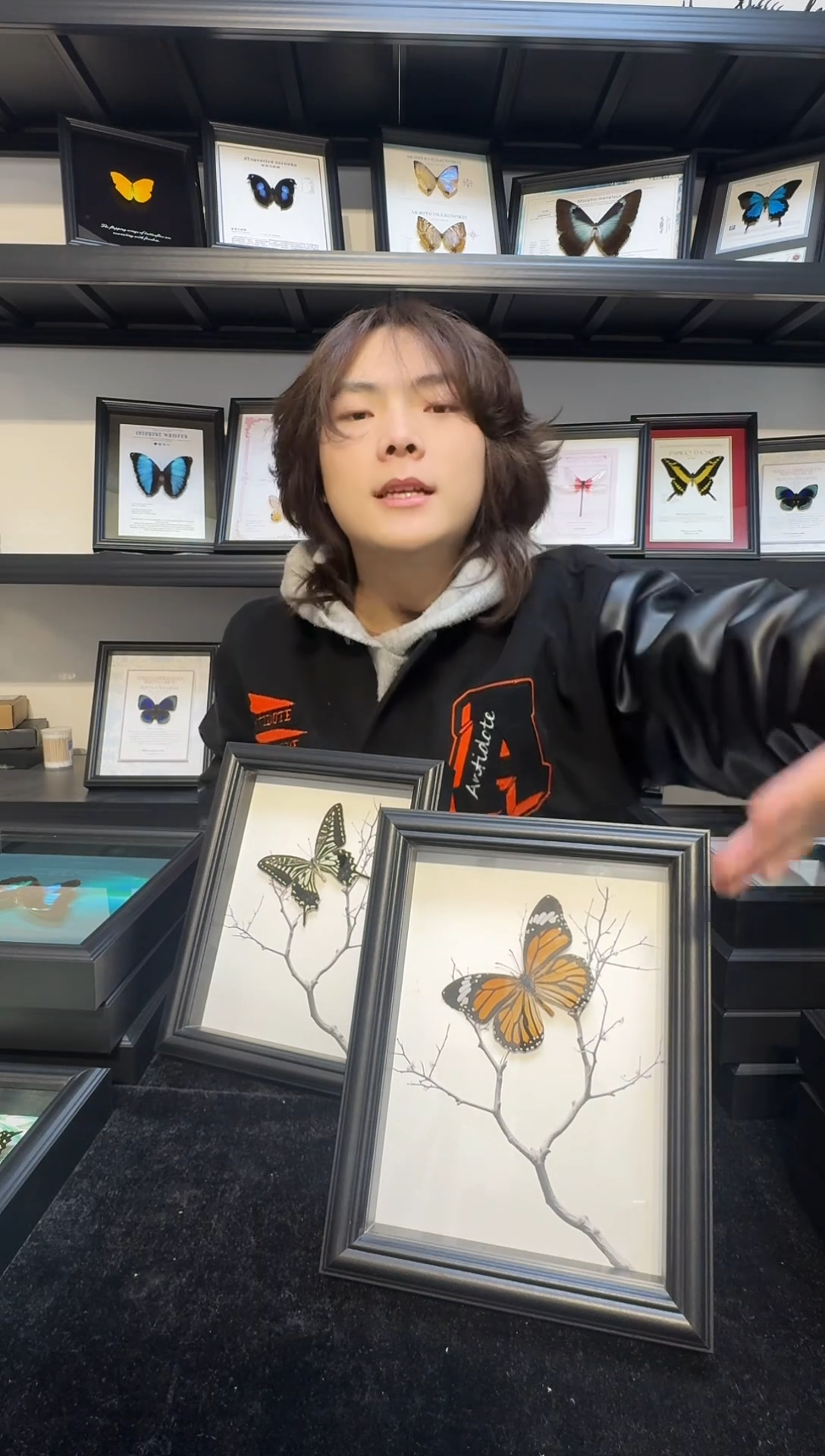 玻璃二选一真实蝴蝶标本