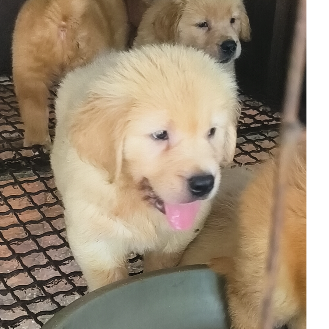 大骨架大头版金毛宠物狗弟弟比格犬星期狗