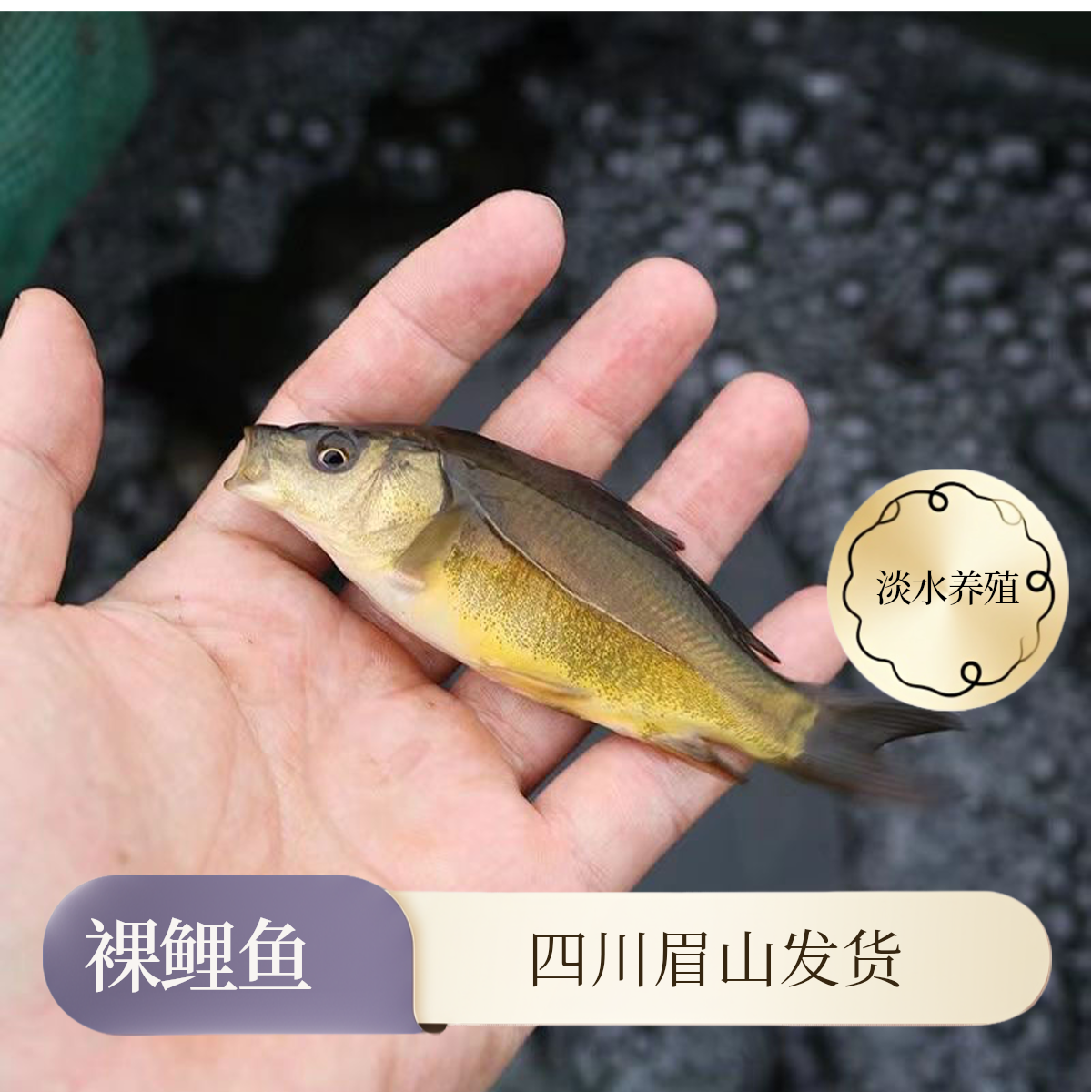 裸鲤鱼 无磷鲤鱼 淡水养殖 四川眉山发货