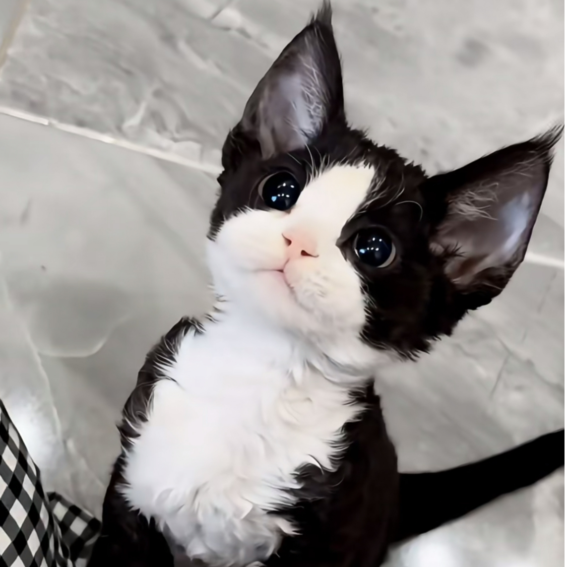 『Lucky cat 德文生活馆』 猫猫活体链接