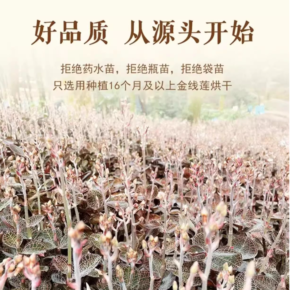 金线莲林下种植根根开花金线莲福建南靖原产地可种植可泡水可炖汤