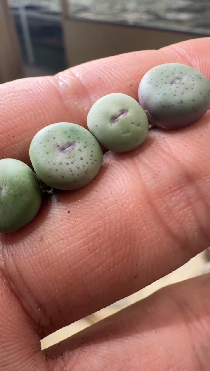 5-122多肉植物肉锥歌姬小红嘴一颗