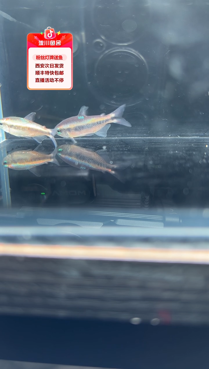 海水鱼深*色5红灰太狼1条
