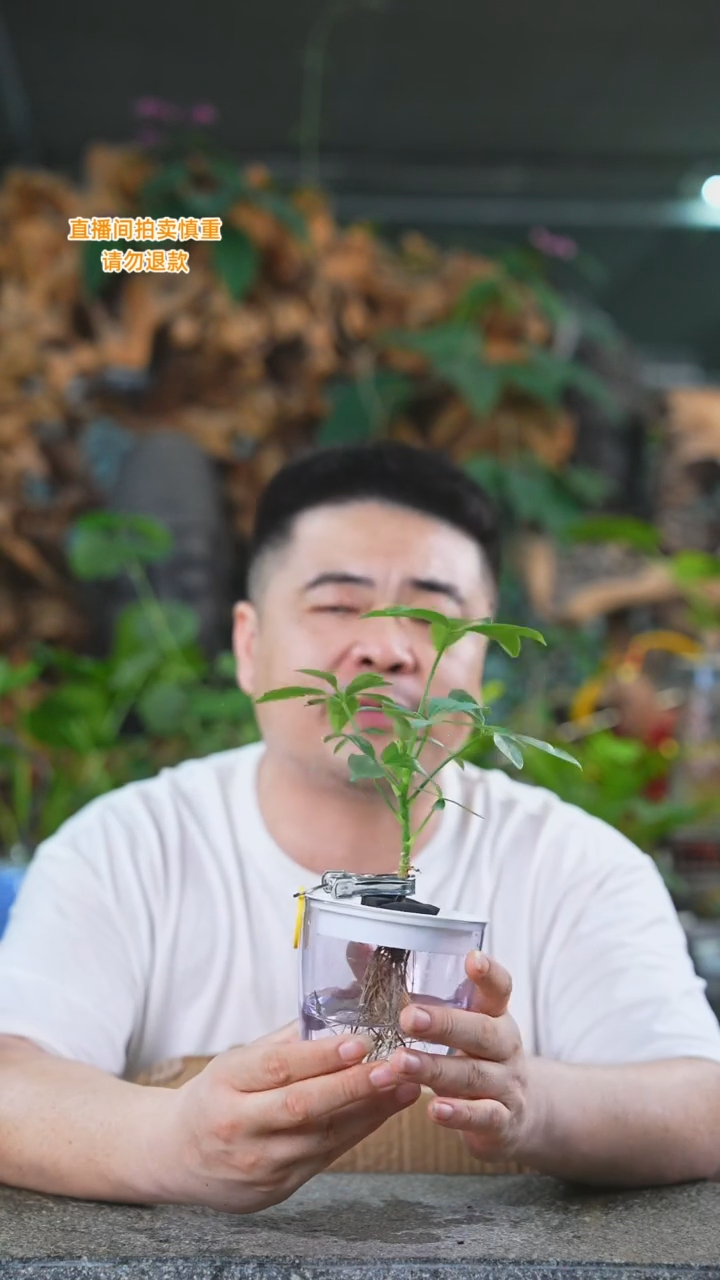当前无花栽培后可以开花鸭脚木亚克力271T