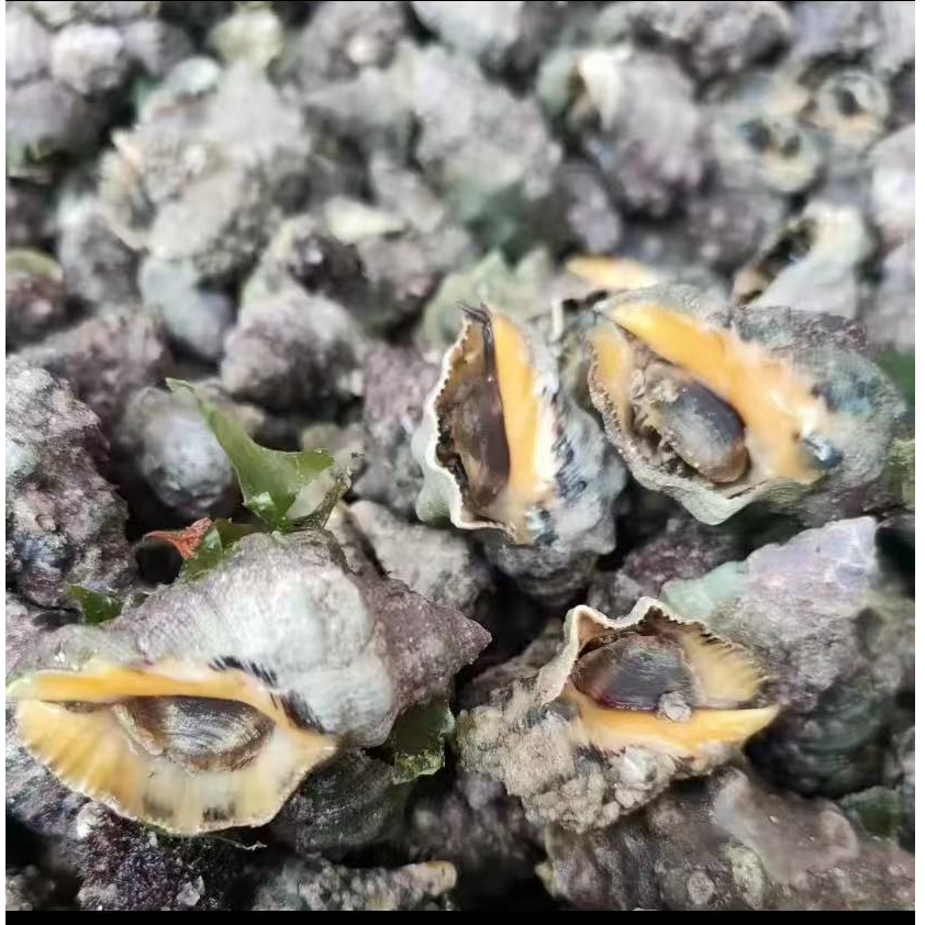 人工采收小辣螺。苦螺。味道独特。余味回甜。