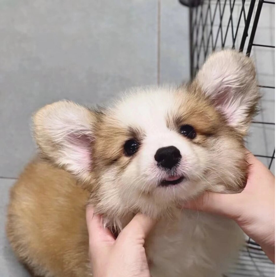 （优米柯基犬舍2）T狗狗活体