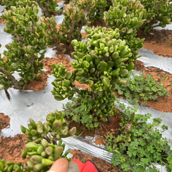 马蹄吸财树  精品多肉植物 新手好栽 好养 云南发货