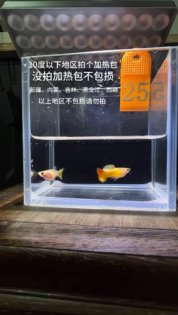 孔雀鱼皇家日落普通体25