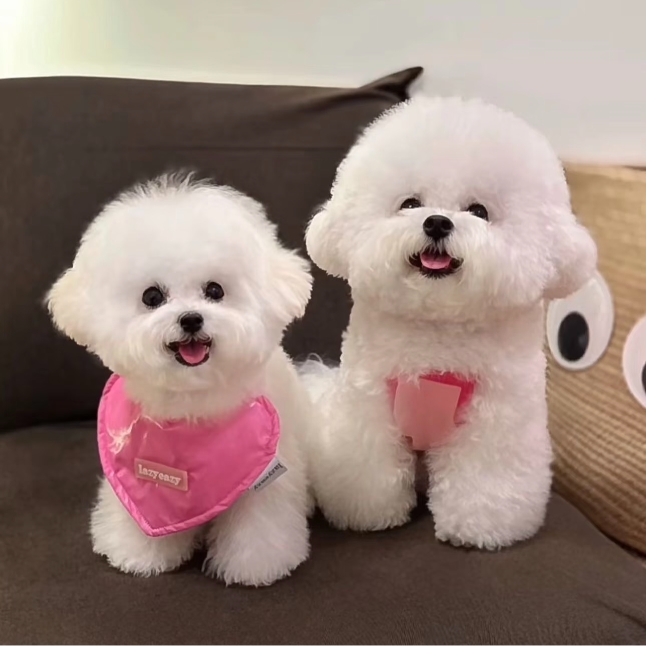 韩版比熊小体宠物活体狗萌宠小狗犬