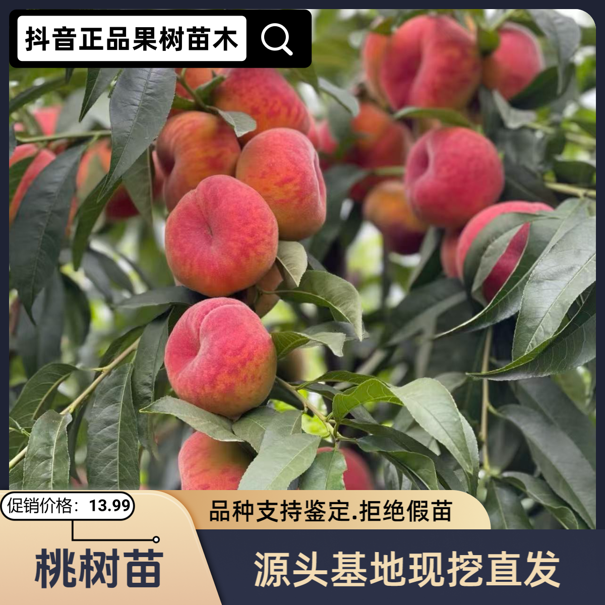 桃树苗南北方庭院地栽阳台盆栽种植耐寒易活果树苗桃树苗自花授粉