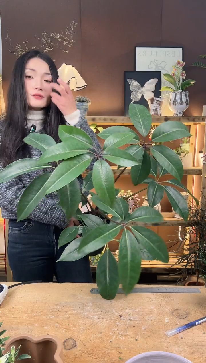 无花朵星***阔335保罗大叶伞