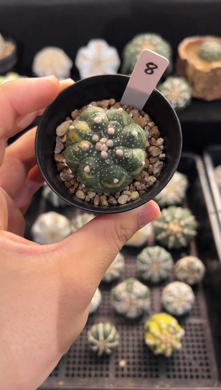 龟甲锦实生编码8