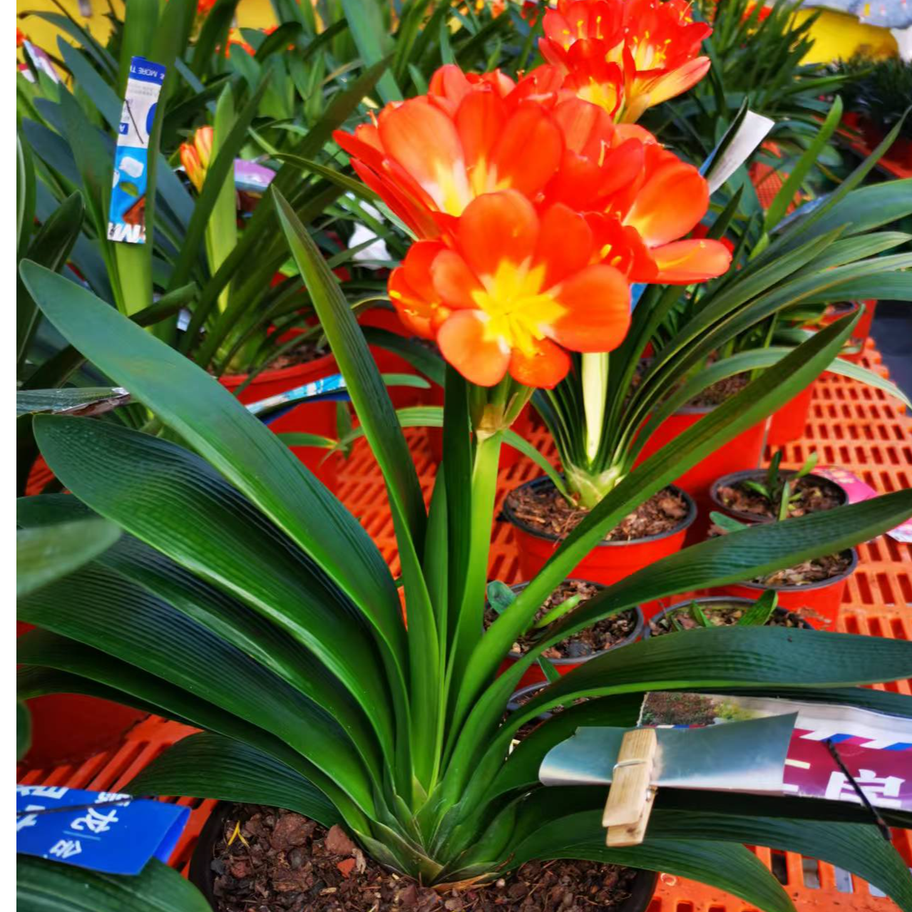 精品君子兰拍花专业链接