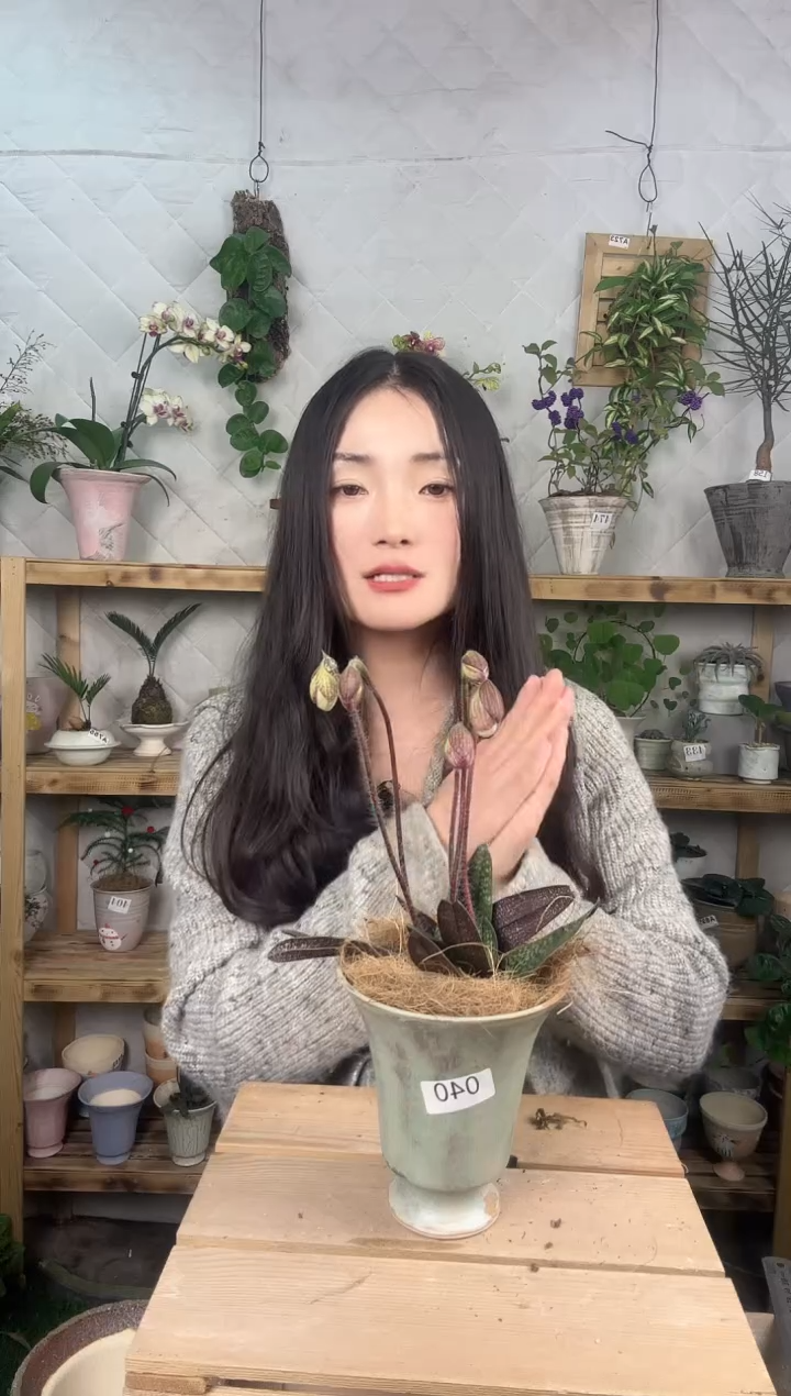 无花朵040玉女兜兰加盆一套