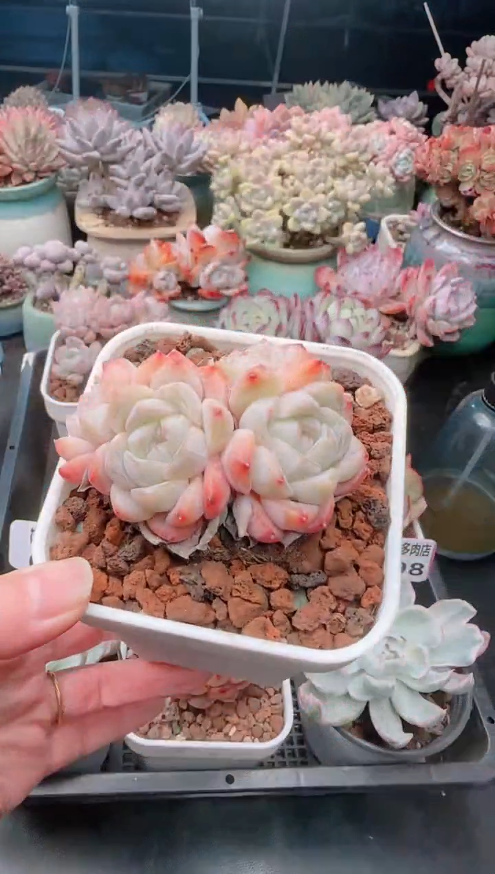 【闪购商品】6699.