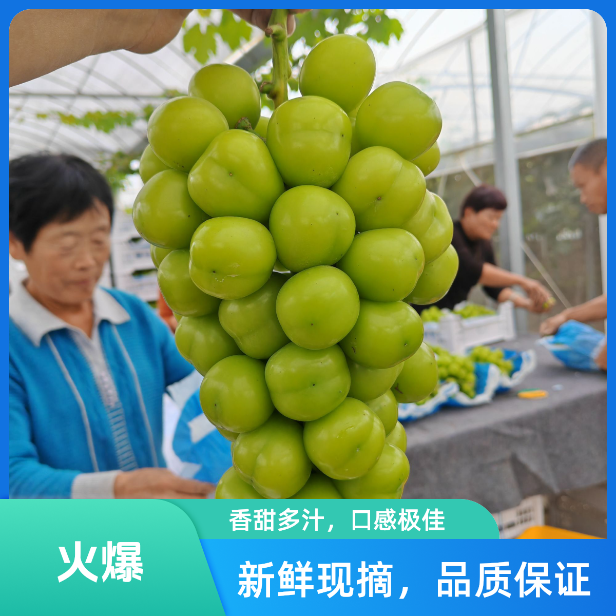【唯葡农场 新店福利】阳光玫瑰大果