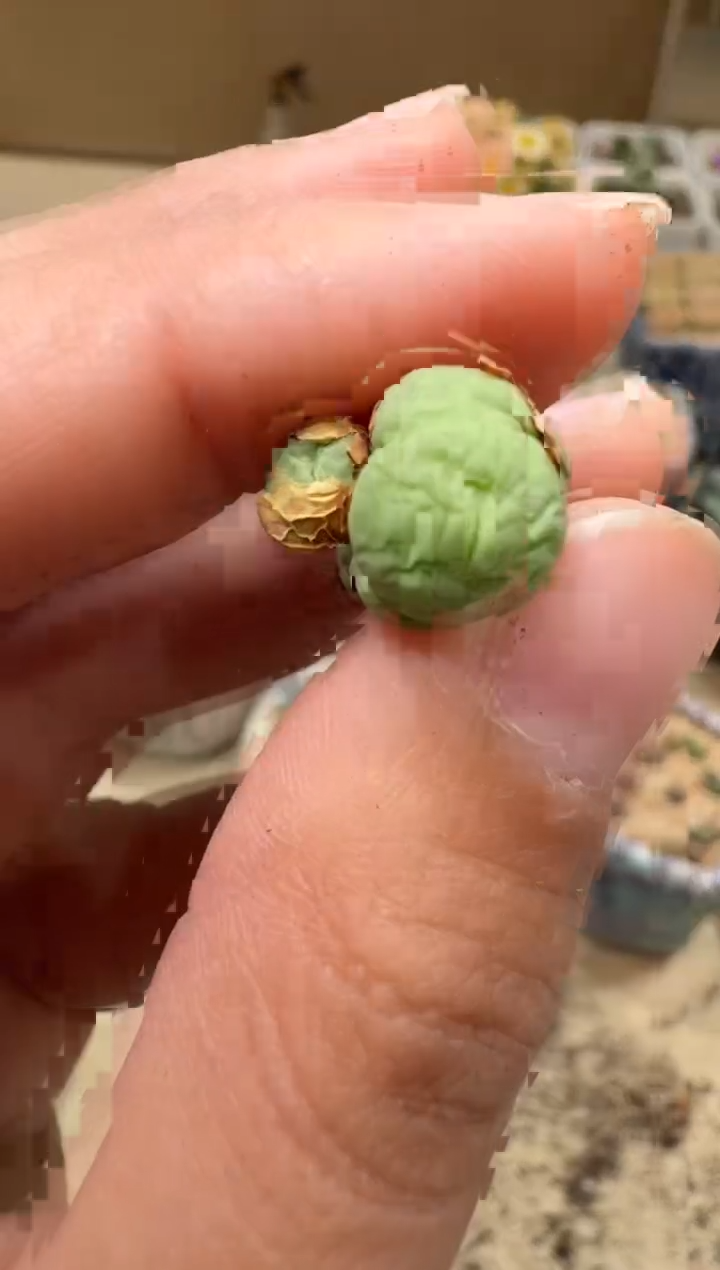 9-84多肉植物肉锥