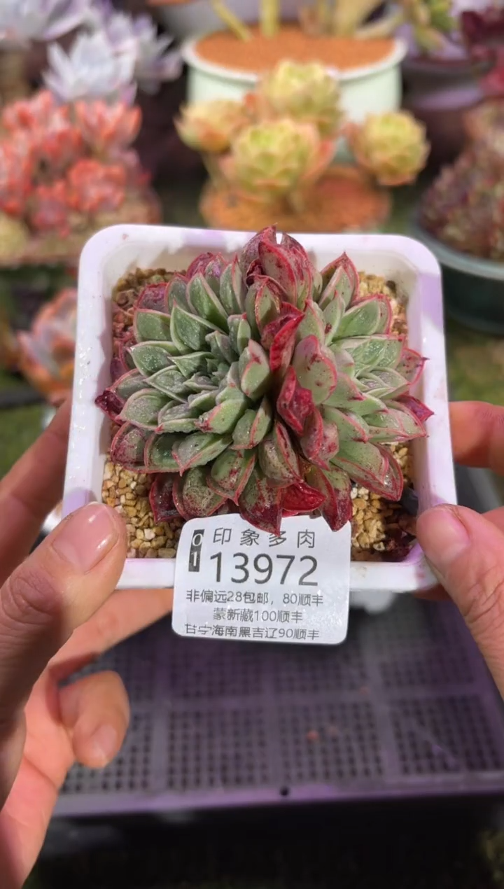 【闪购商品】13973