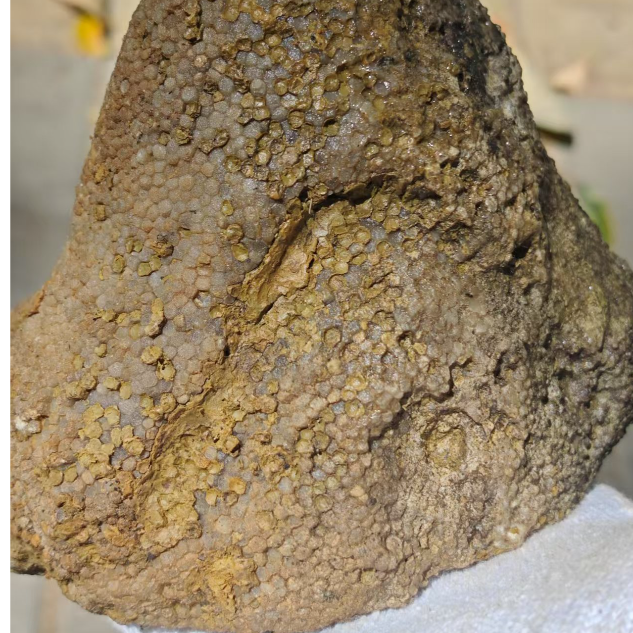 直播间截图下单，自然原生态家具摆件