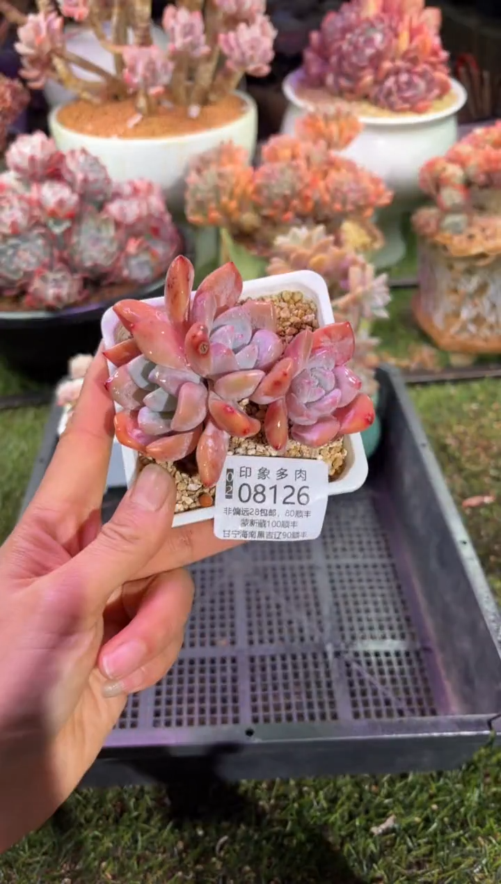 【闪购商品】08126