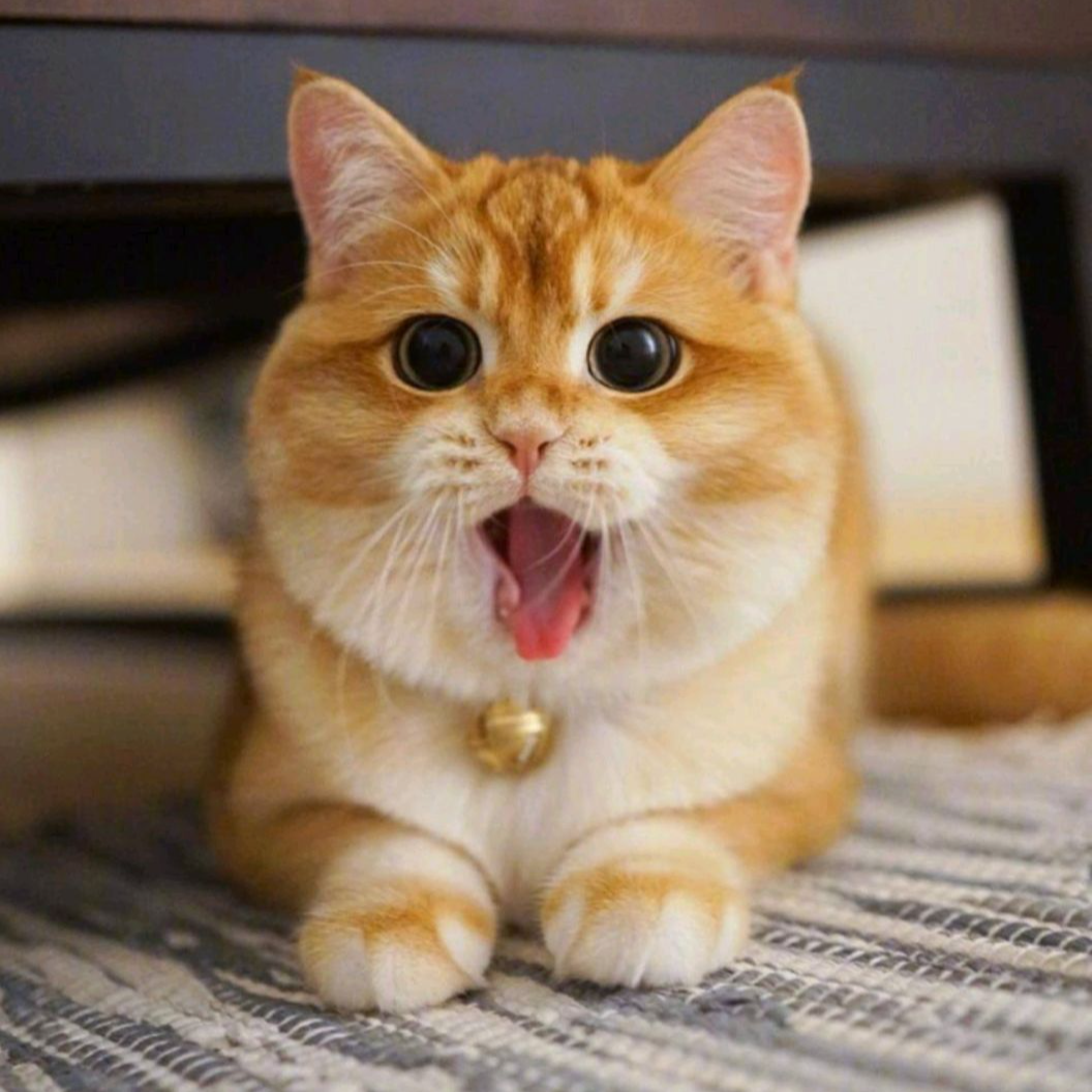 四方得宠猫咪全款链接