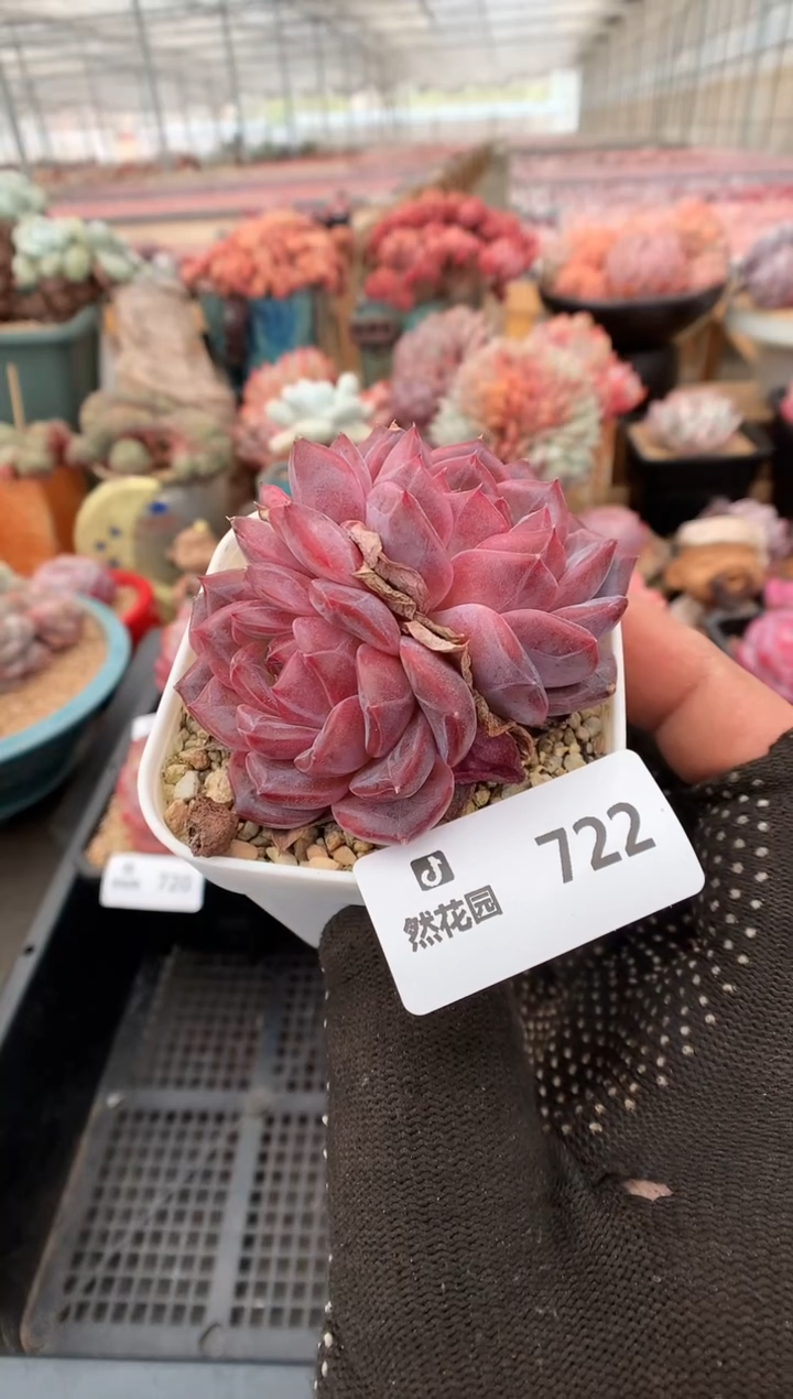 722琥珀一物一拍