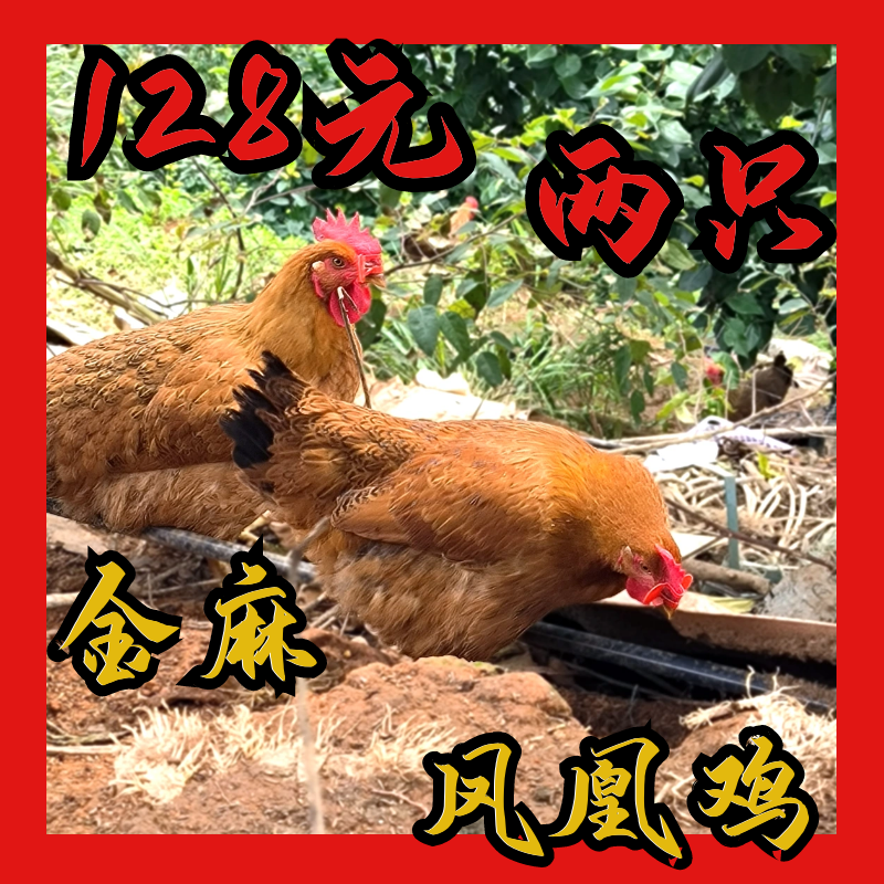 【618大促】活发 广宁潭布 金麻凤凰麻鸡 散养180天 两只装 7-7.5斤