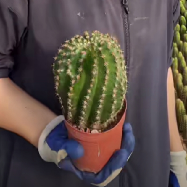 二妹园艺【 大梨花落   】满18包邮默认脱土随机发货