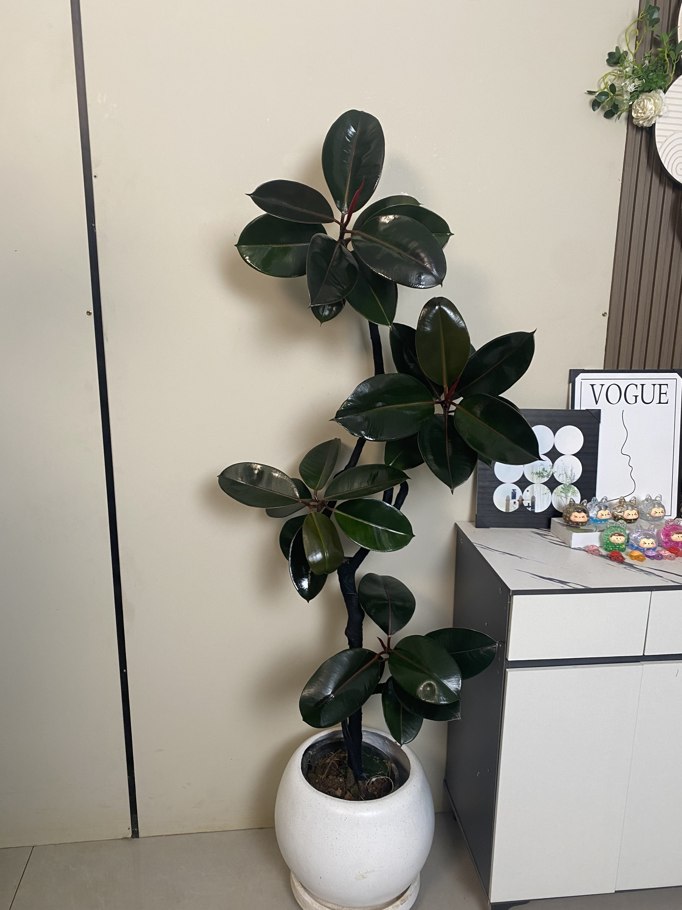 一物一选黑金刚橡皮树室内盆栽办公室盆景好养阳台客厅摆放绿植