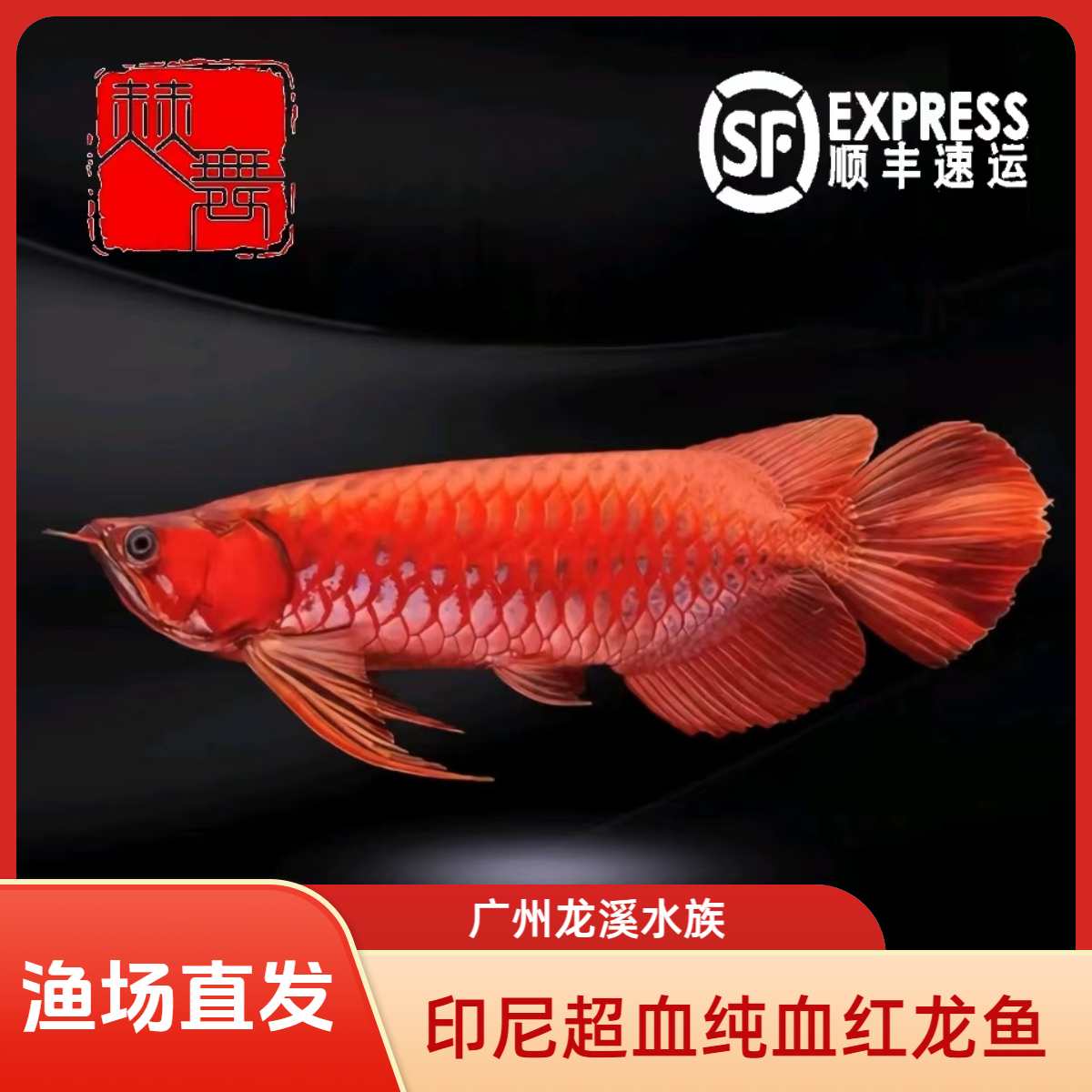 赫舞甄选  印尼红龙鱼绿皮辣椒超血纯血红龙芯片证书齐全淡水鱼